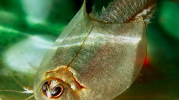 Kadang-kadang, ia disebut sebagai udang kecebong, udang perisai, atau udang dinosaurus. Foto: Wikiwand