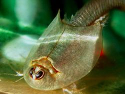 Triops, Hewan Mata Tiga dari Zaman Dahulu Kala yang Kini Dipelihara