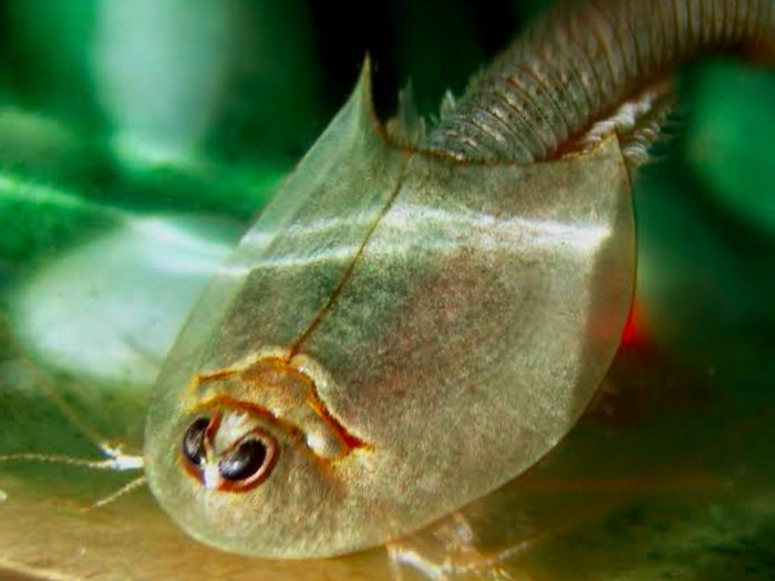 triops