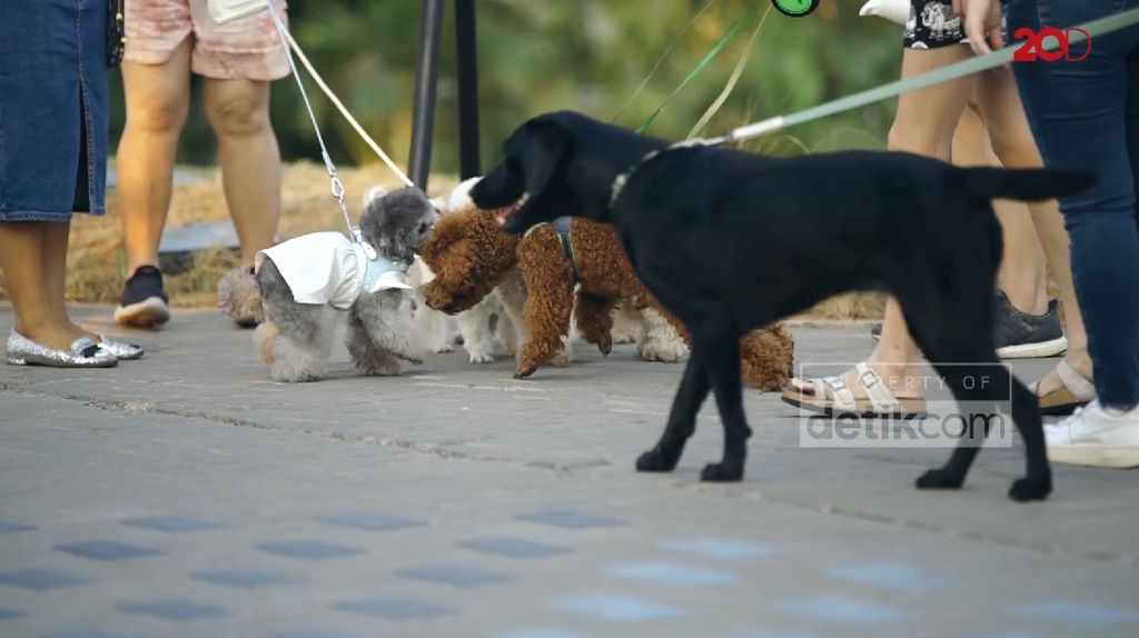 Tempat Viral Ngajak Anjing Jalan-jalan di Tepi Pantai Ala Korea