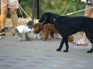 Tempat Viral Ngajak Anjing Jalan-jalan di Tepi Pantai Ala Korea