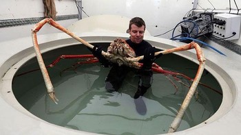 Kepiting laba-laba biasa ditemukan di perairan sekitar Jepang. Kepiting ini merupakan arthropod dengan bentangan kaki terpanjang, mencapai 5,5 meter dari capit ke capit. Foto: The Telegraph via Boredpanda