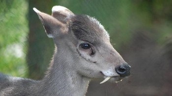 Tufted deer adalah spesies rusa yang karakteristiknya merupakan rumbai berwarna hitam di kepalanya dan jantannya memiliki taring yang mencuat. Hewan ini biasanya ditemukan di China dan di timur laut Myanmar. Foto: zoochat.com via Boredpanda