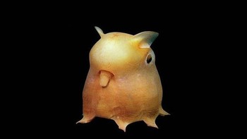 Dumbo octopus dinamakan demikian karena siripnya yang mirip dengan telinga gajah. Gurita ini hidup di laut dalam. Foto: wahington.edu via Boredpanda