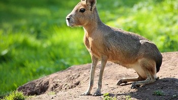 Patagonian mara merupakan hewan pengerat yang sekilas mirip kelinci. Hewan ini biasanya ditemukan di Argentina dan di sekitar pegunungan Patagonia. Foto: zoochat.com via Boredpanda