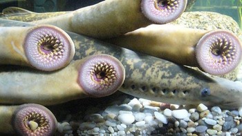 Hewan yang terlihat seperti belut alien ini bernama lamprey. Gigi-giginya yang mengerikan digunakan untuk mengebor dan mengisap darah targetnya. Foto: Bored Panda.