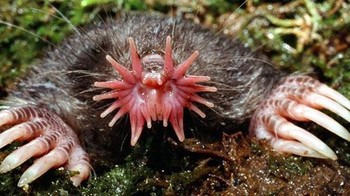 Star-nosed mole merupakan hewan pengerat dengan indera penciuman yang sangat tajam. Ini tentu membantu karena seperti mole atau tikus mondok lainnya hewan ini nyaris buta. Foto: synapsebristol.blogspot.com via Boredpanda.