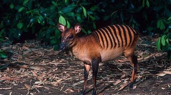 Duiker adalah antelop yang biasa ditemukan di Liberia. Ia mirip zebra karena dari corak belang-belangnya. Foto: Imgur via Boredpanda