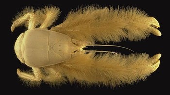 Kiwa hirsuta atau yang biasa disebut kepiting yeti memiliki karakteristik bulu pirang yang ada di lengannya. Spesies ini pertama kali ditemukan pada tahun 2005 di Pasifik Selatan. Foto: oceanleadership.org via Boredpanda