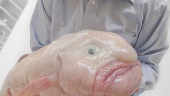 Blobfish adalah salah satu ikan penghuni laut dalam, di kedalaman sekitar 600 hingga 1.200 meter. Bentuk anehnya merupakan hasil dari dekompresi saat dibawa ke permukaan yang memiliki tekanan lebih rendah daripada habitatnya. Foto: monsterfishworld.com via Boredpanda