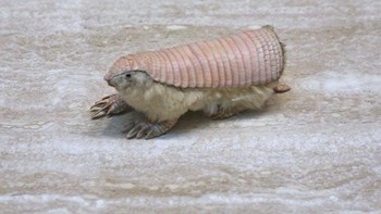 Pink fairy armadillo (Chlamyphorus truncatus) merupakan spesies terkecil armadillo dengan bobot hanya 120 gram. Hewan ini biasanya hanya ditemukan di gurun di Argentina. Foto: Wikipedia via Boredpanda