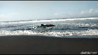 Ikan tersebut terdampar di tepi pantai sekitar 2 jam. 