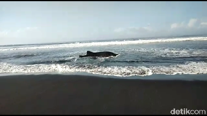 Seekor hiu tutul dengan panjang 4 meter terdampar di pantai Drajid desa Wotgalih kecamatan Yosowilangun Lumajang. Ini foto-fotonya!