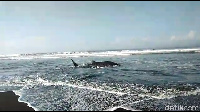 Ikan hiu tutul tersebut diduga terdampar ditepi pantai karena terseret ombak. Saat ditemukan warga, ikan dengan nama latin rhincodon typus ini masih dalam kondisi hidup.