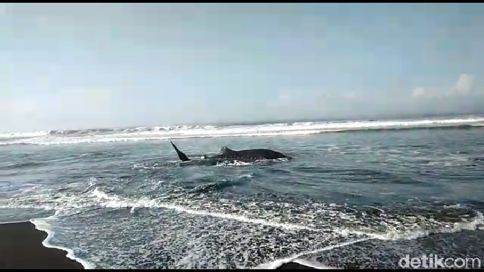 Hiu Tutul Sepajang 4 Meter Terdampar di Drajid Lumajang Seekor hiu tutul dengan panjang 4 meter terdampar di pantai Drajid desa Wotgalih kecamatan Yosowilangun Lumajang. Ini foto-fotonya!