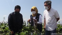 Erick lagi-lagi pemuji pengelola buruan SAE masjid tersebut, karena selain menanam sayuran di lokasi buruan SAE itu juga ditanam pohon buah jenis jeruk dan berbagai macam tanaman obat.