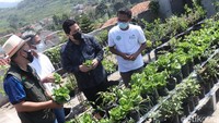 Tak hanya melihat dan mendengar penjelasan pengelola terkait program ini, Erick juga tanpa sungkan langsung memanen sawi yang ditanam di plastik polybag dan langsung menunjukannya ke kamera.