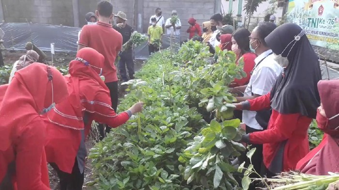 Kampung di Pasuruan Sukses Urban Farming