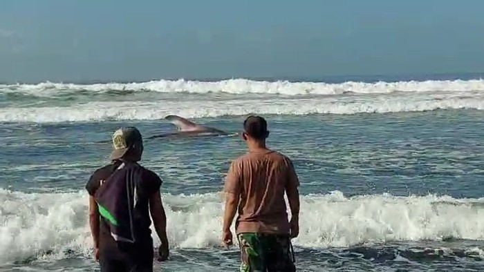 Seekor hiu tutul sepanjang 4 meter terdampar di Pantai Drajid Desa Wotgalih Kecamatan Yosowilangun Lumajang
