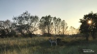 Senja menjelang malam biasanya rusa lebih aktif bergerak