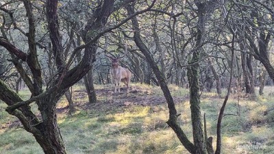 Senja nan Sejuk di Sudut Kota Zandvoort Belanda