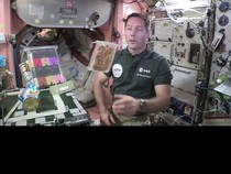 Kaya Protein dan Ringan, Serangga Diincar Jadi Makanan Astronot