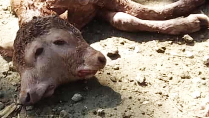 Bayi Sapi Berkepala Dua di Bone, Sulsel (Zulkipli/detikcom)