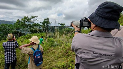 Desa Jatimulyo, Rumah untuk Burung Langka di Jogja