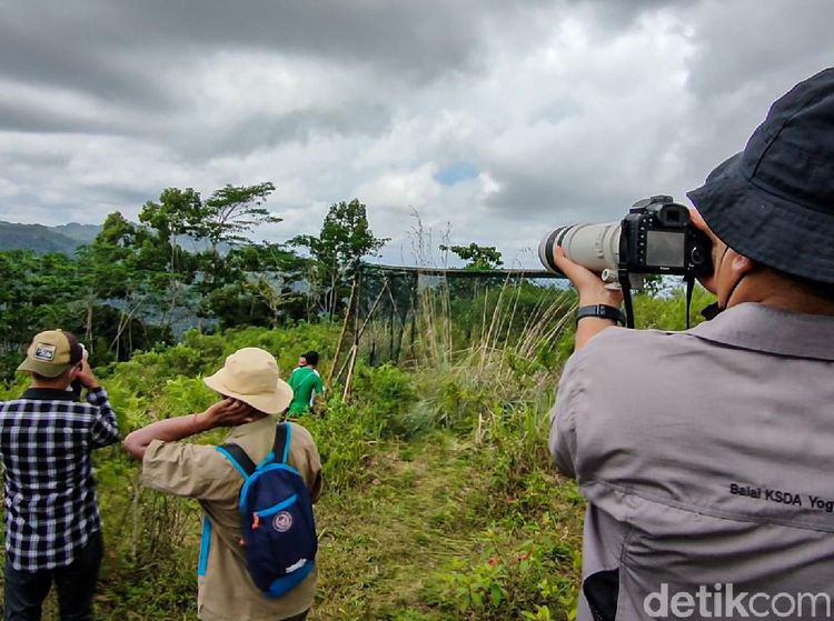 Desa Jatimulyo, Rumah untuk Burung Langka di Jogja