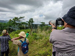 Kisah Desa Ramah Burung di Kulon Progo: Dulu Memburu, Kini Melindungi