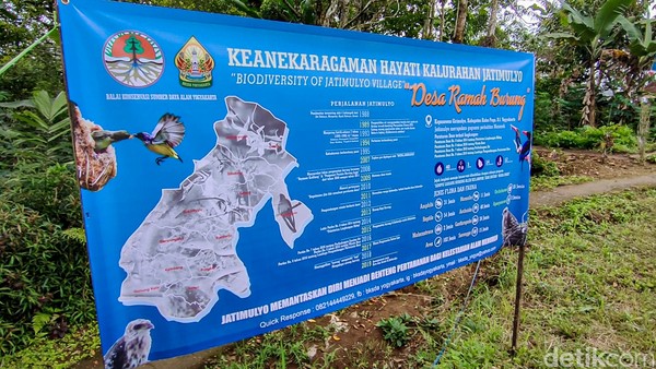Desa ini melarang segala bentuk aktivitas yang berpotensi mengganggu kelestarian satwa tersebut. (Jalu Rahman Dewantara/detikcom) Desa ini melarang segala bentuk aktivitas yang berpotensi mengganggu kelestarian satwa tersebut. (Jalu Rahman Dewantara/detikcom)