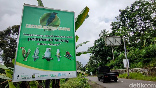 Untuk memastikan kelestarian burung di Jatimulyo terjaga, warga di sini juga telah membentuk Kelompok Tani Hutan (KTH) Wanapaksi. Kelompok ini bertugas memantau habitat burung dan mengedukasi masyarakat tentang pentingnya menjaga kelestarian satwa tersebut. (Jalu Rahman Dewantara/detikcom)