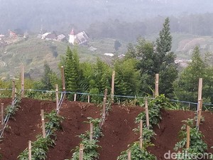 Pengertian Lingkungan Biotik dan Komponen Pembentuknya