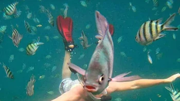 Akulah Aquaman, eh salah, Fishman maksudnya. Foto: (dok Live About).