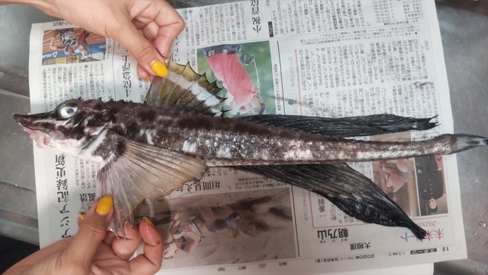 Ikan Menyeramkan Ini Ternyata Bisa Dibuat Sashimi