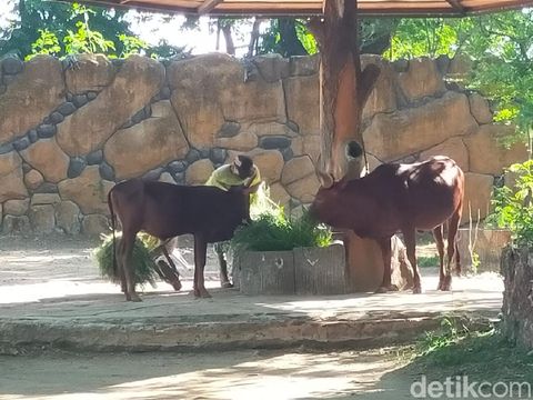 Koleksi satwa di Kebun Binatang Surabaya (KBS) bertambah dalam dua bulan terakhir. Sebab, ada tiga satwa yang lahir di KBS.