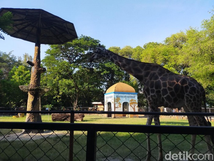 Kebun Binatang Surabaya (KBS) kembali dibuka sejak Minggu (3/10). Selama sepekan, ada 7 ribu pengunjung yang masuk KBS.