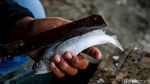 Sedapnya Bisnis Ikan Asap Omzet Jutaan di Kendal