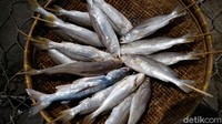 Setelah itu, ikan ditusuk dengan kayu.