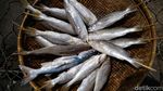 Sedapnya Bisnis Ikan Asap Omzet Jutaan di Kendal