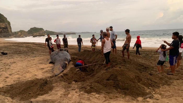 Bangkai Paus Ditemukan di Pantai Jebring Blitar