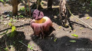 Bunga Bangkai di Lamongan Jenis Suweg, Bukan Rafflesia Arnoldii