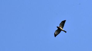Peneliti Temukan Dua Burung Raptor Migrasi ke Gunung Sanggabuana