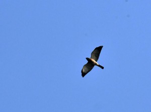 Peneliti Temukan Dua Burung Raptor Migrasi ke Gunung Sanggabuana