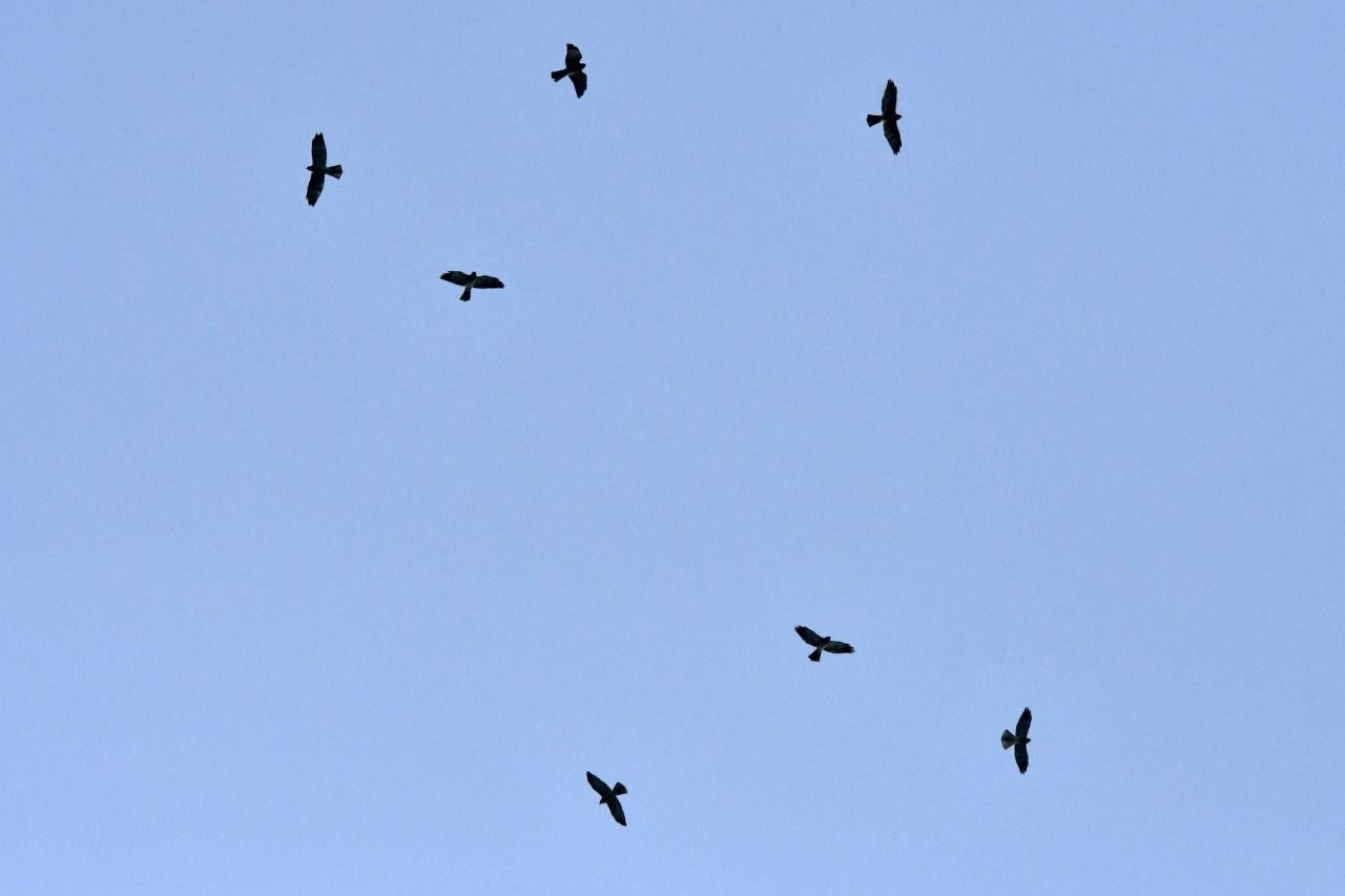 Burung Raptor Migrasi ke Gunung Sanggabuana