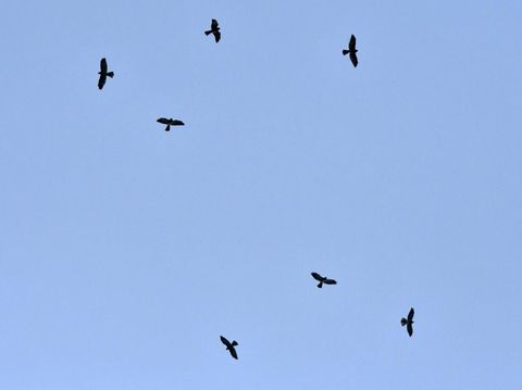 Burung Raptor Migrasi ke Gunung Sanggabuana Burung Raptor Migrasi ke Gunung Sanggabuana