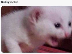 Nonton Ginting Kalah Panik Nggak? Panik Lah!