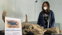 Rumah artefak adalah rintisan museum milik pemkab Blora yang menyimpan benda - benda cagar budaya yang ditemukan di wilayah Kabupaten Blora.