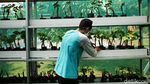 RPTRA Tiga Durian Jadi Sentra Anggur