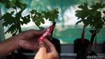 RPTRA Tiga Durian Jadi Sentra Anggur
